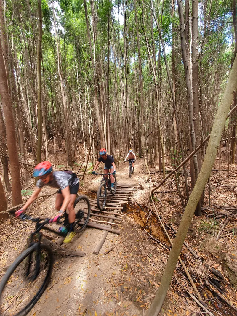 Mountain bikers descending a fast eucalyptus forest trail in Sintra during a shuttle day